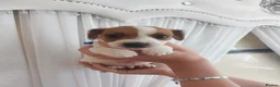 Jack Russell dogs for sale: Beautiful Jack russell puppies in Maidstone - Advert 6
