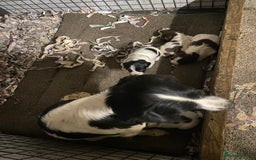 English Springer Spaniel dogs for sale: Springer spaniel - Image 9