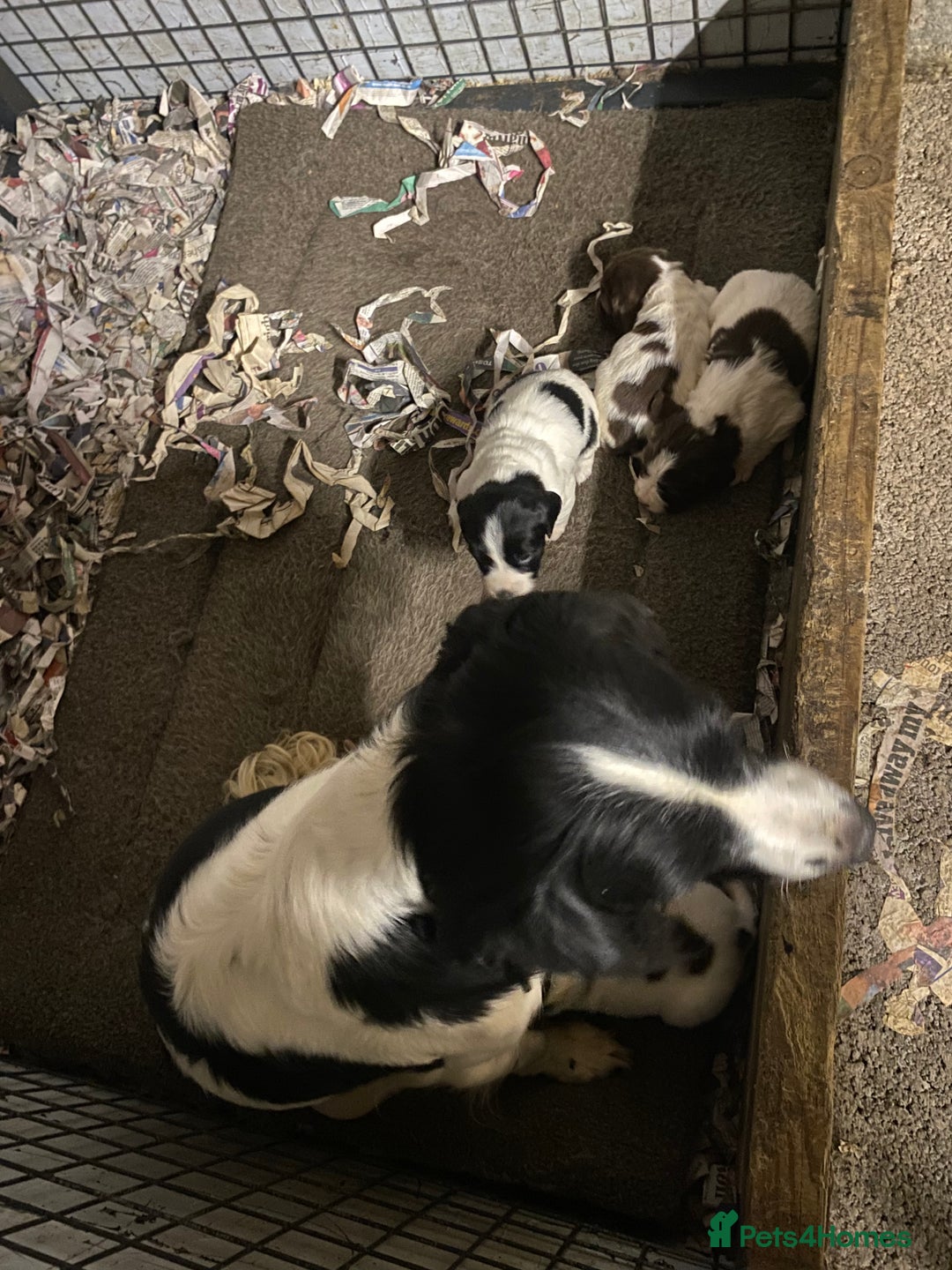 English Springer Spaniel dogs for sale: Springer spaniel - Image 9