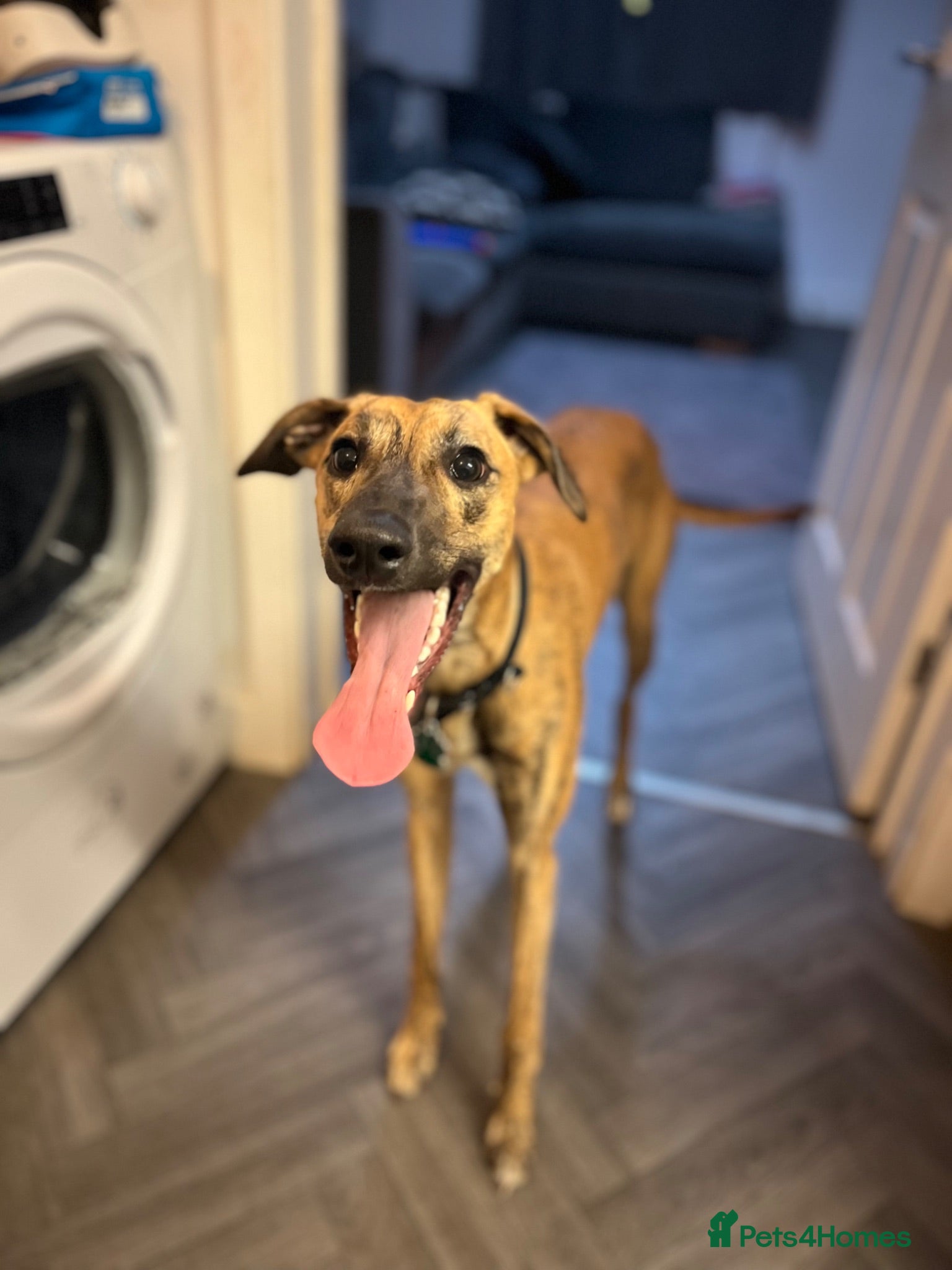 Mixed Breed dogs Benny - Advert 11