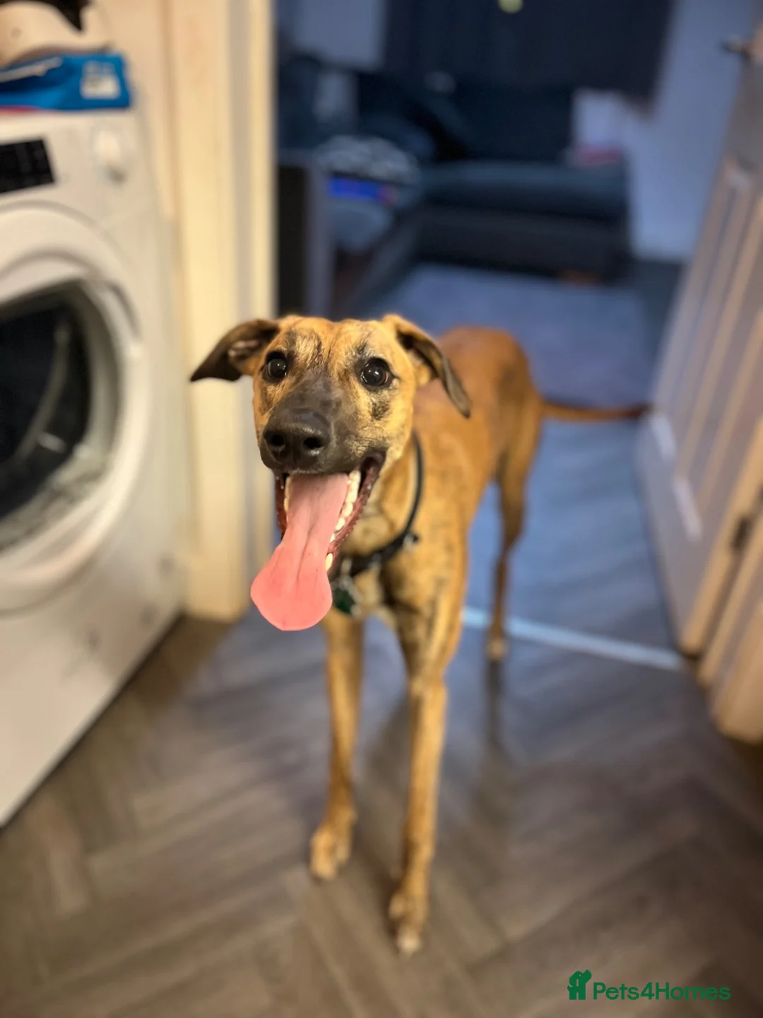 Mixed Breed dogs for sale: Benny in Liskeard - Advert 1