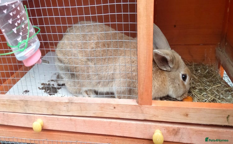 Mixed Breed rabbits - Advert 1