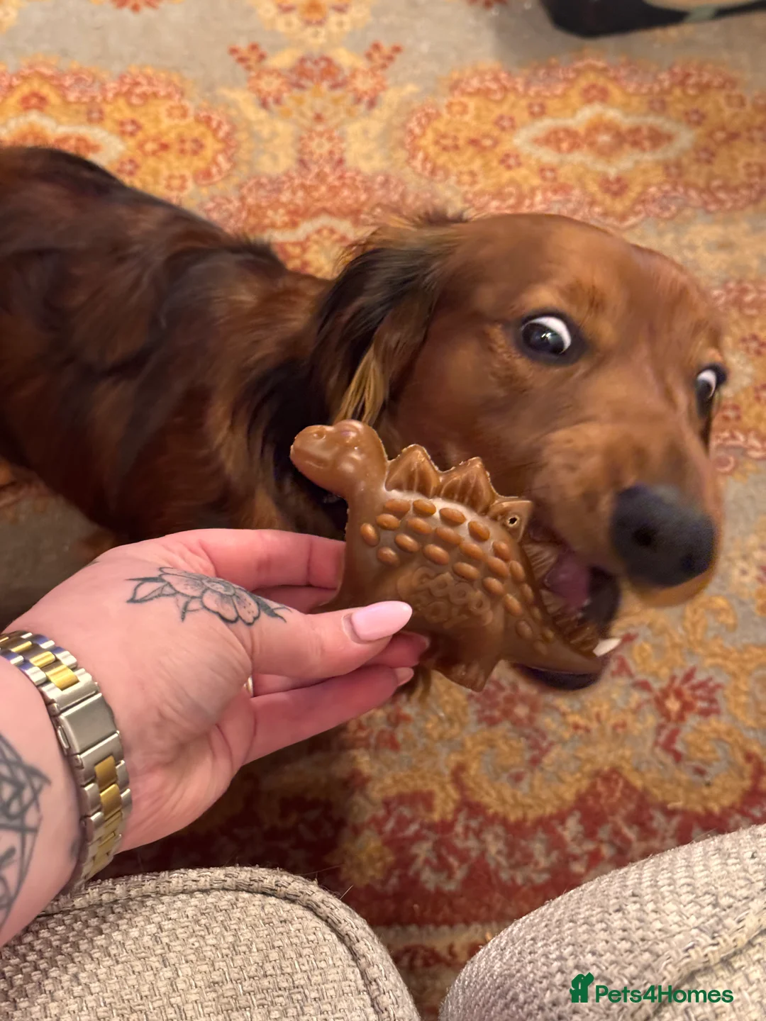 Dachshund dogs for sale: Charlie the Dachshund  - Advert 21