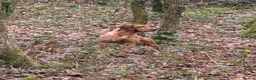 Hungarian Vizsla dogs for stud: Hungarian Import Available For Stud - Advert 4