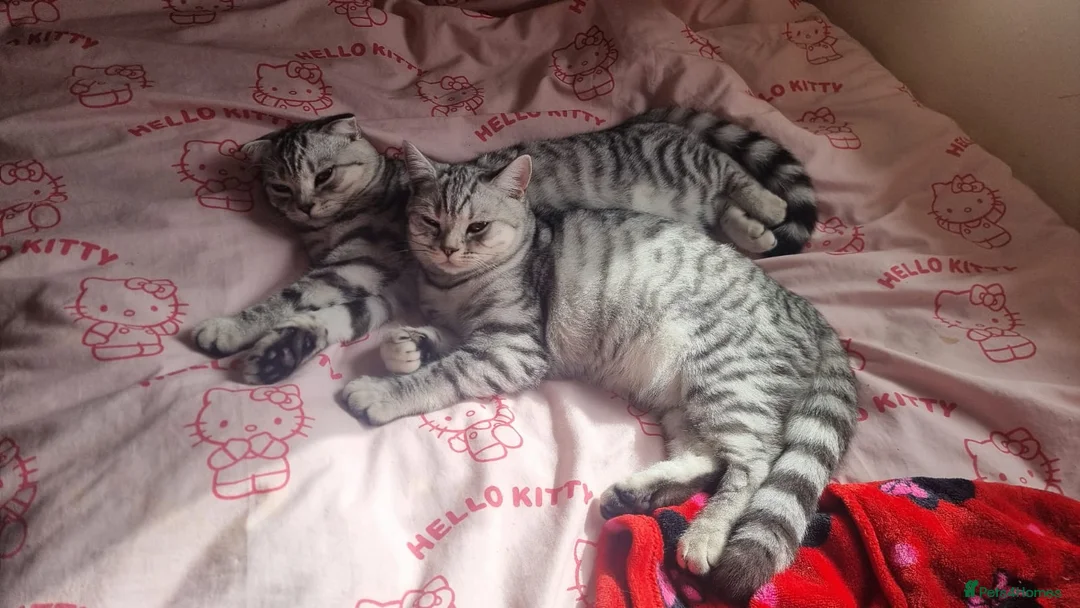 British Shorthair cats for sale: Sweet girl BSH X SF in Norwich - Advert 1