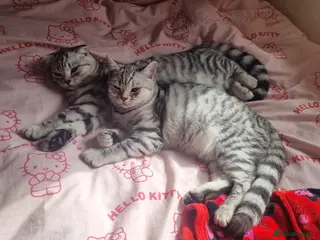 British Shorthair cats Sweet girl BSH X SF - Advert 8