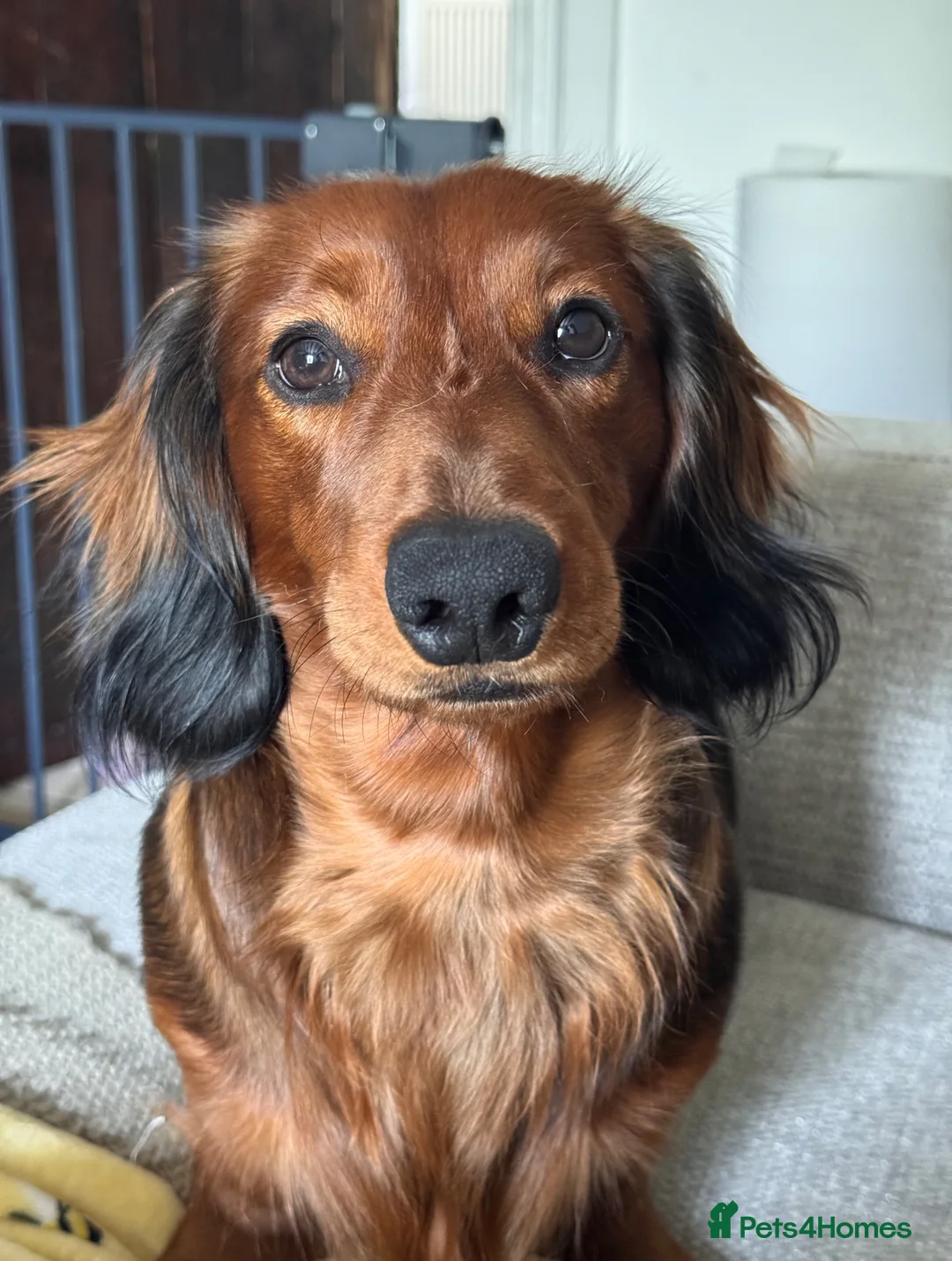 Dachshund dogs for sale: Charlie the Dachshund  - Advert 20