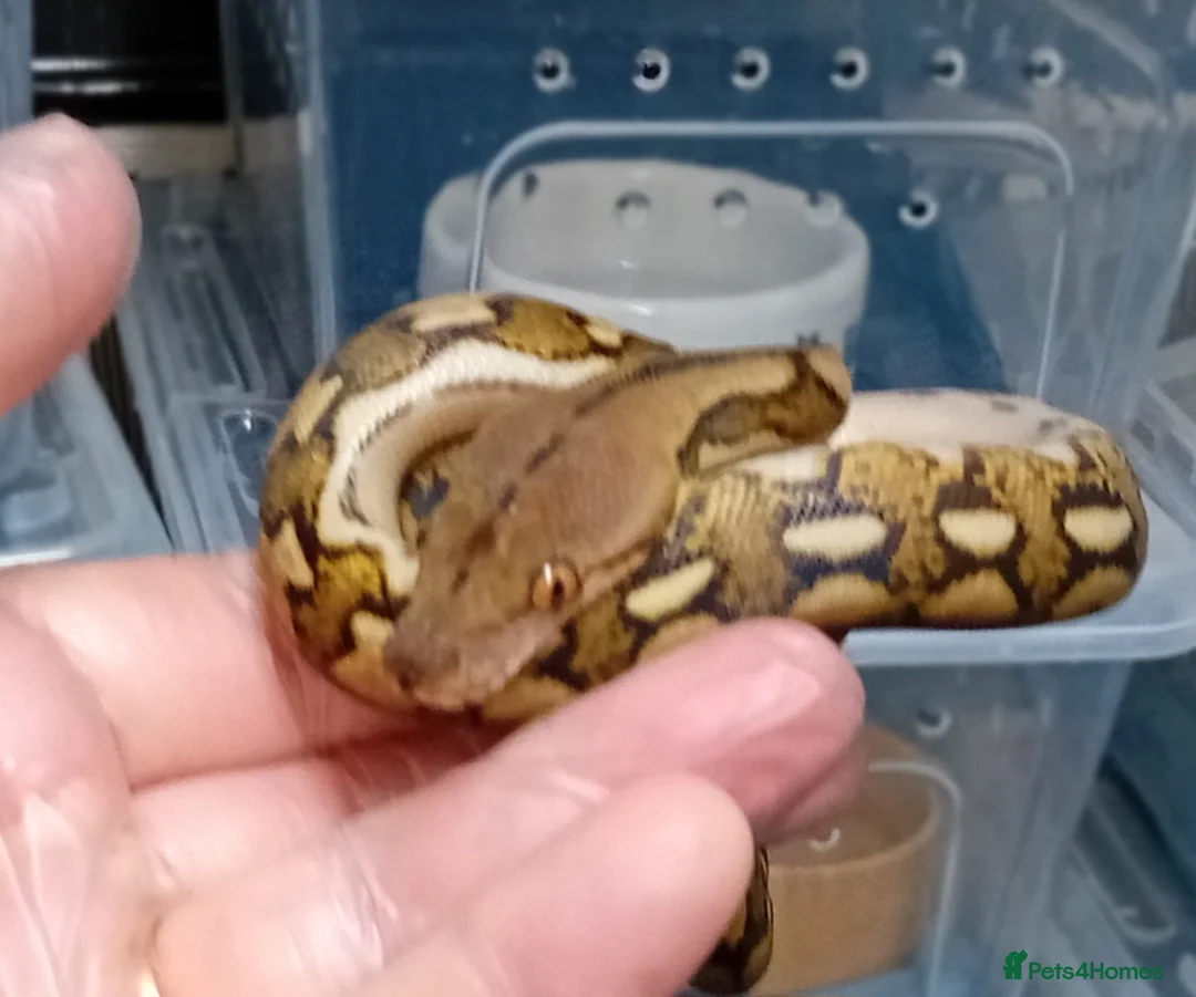 Python Snake reptiles for sale: Mayalan Python Motley Tiger  - Advert 5