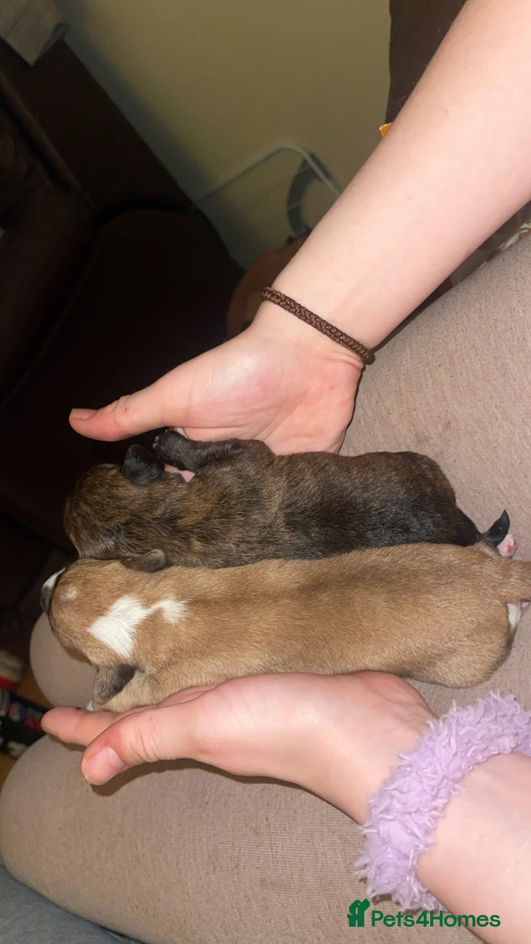 Mixed Breed dogs for sale: Adorable Chi-poo Puppies - Advert 2