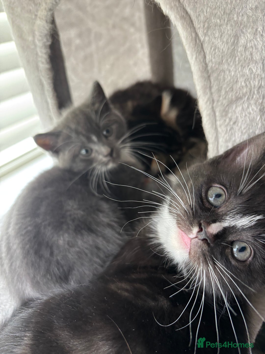 Scottish Fold cats for sale: Scottish fold cross - Image 6