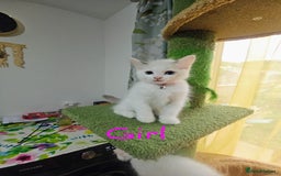Ragdoll cats for sale: Ragdoll 2 girl🐈 and 3 boy🐈‍⬛. - Image 5