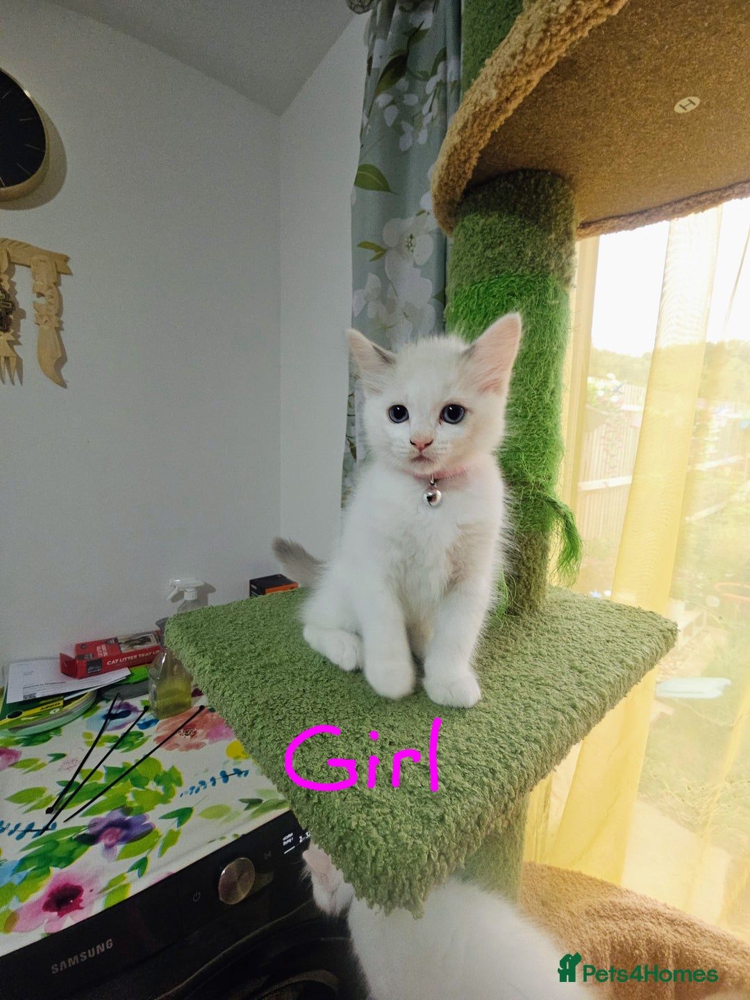 Ragdoll cats for sale: Ragdoll 2 girl🐈 and 3 boy🐈‍⬛. - Image 5