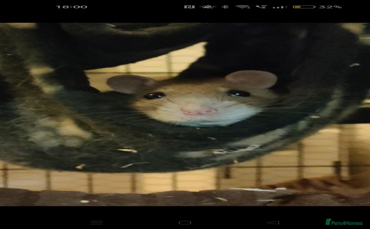 Rat rodents - Advert 6