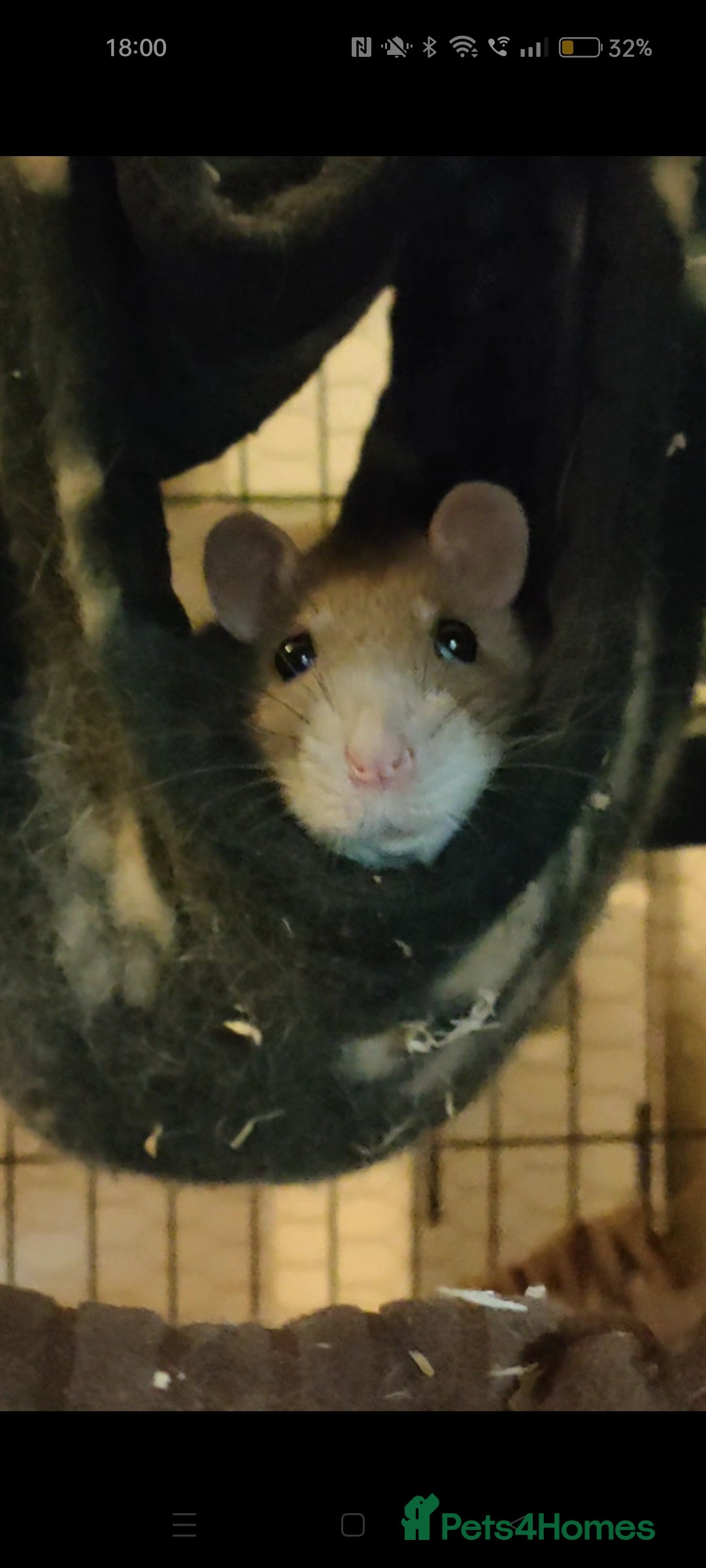Rat rodents for sale: Female Rat free to a good home  - Image 1
