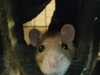 Rat rodents - Advert 10