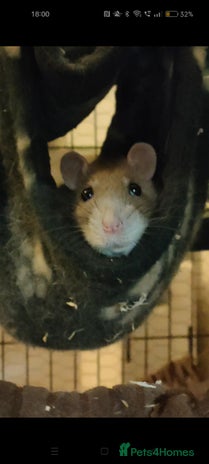 Rat rodents - Advert 9