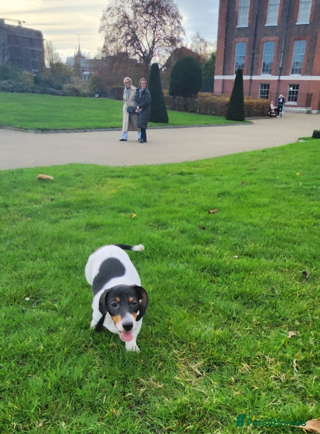 Dachshund dogs for sale:  **  sale of rear Dachshund Puppies  - Advert 18