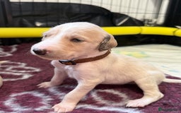 Saluki dogs for sale: Beautiful Saluki (new updated photos)  - Image 28