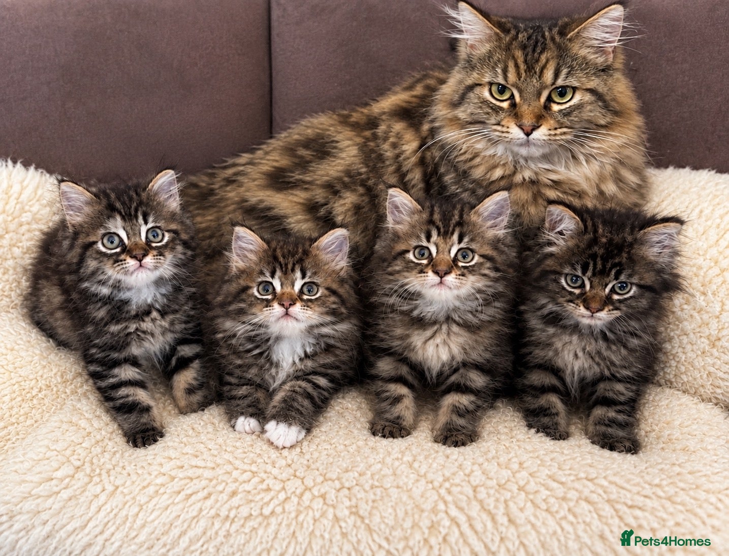 Mixed Breed cats 🐱 Persian+MaineCoon Kittens – Playful & Fluffy 🐱 - Advert 6