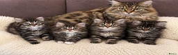 Mixed Breed cats for sale: 🐱 Persian+MaineCoon Kittens – Playful & Fluffy 🐱 - Advert 1