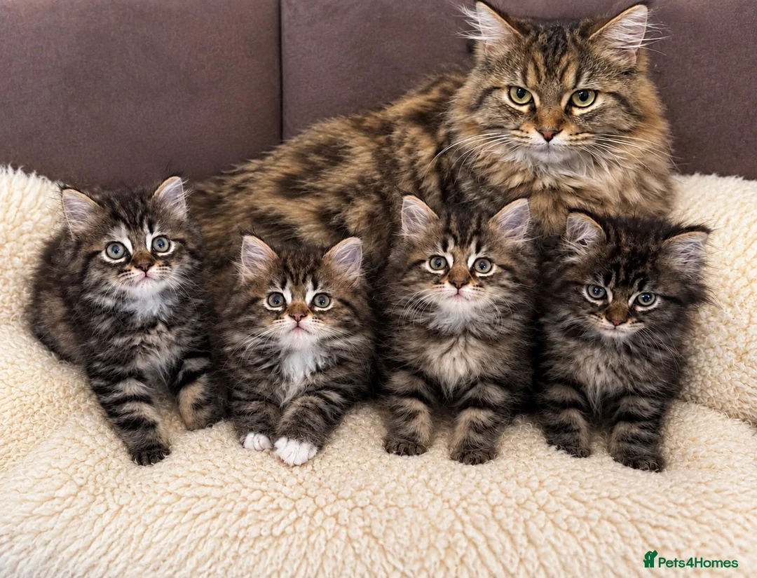 Mixed Breed cats for sale: 🐱 Persian+MaineCoon Kittens – Playful & Fluffy 🐱 - Advert 1
