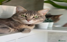 Turkish Angora cats for sale: 4 Beautiful Turkish Angora Mix Kittens - Image 25