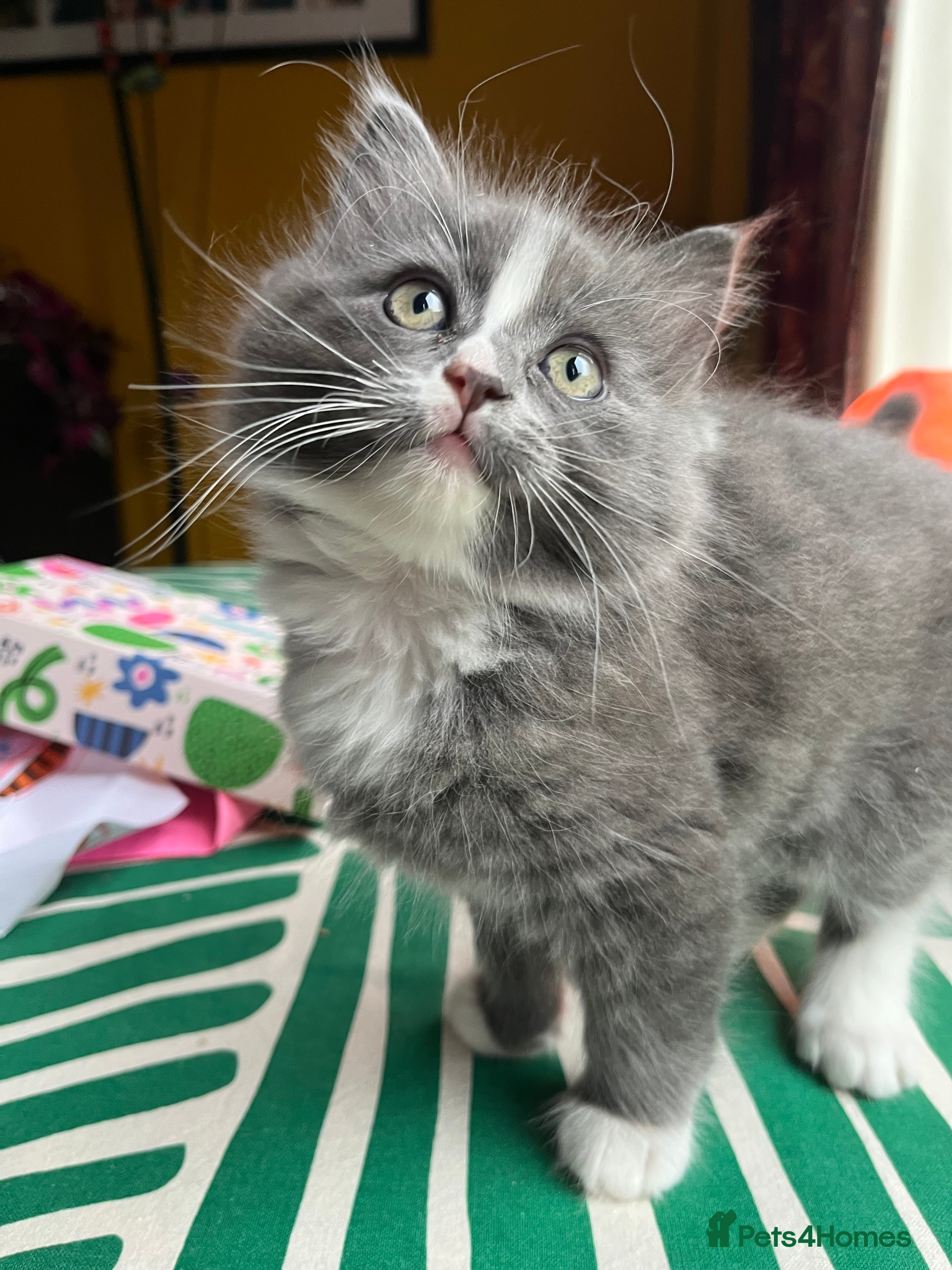 Ragdoll cats 2 x Fluffy Ragdoll x BSH kittens - Advert 1