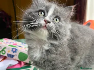 Ragdoll cats 2 x Fluffy Ragdoll x BSH kittens - Advert 1