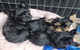 Yorkshire Terrier dogs for sale: Yorkshire Terrier puppies  - Image 10