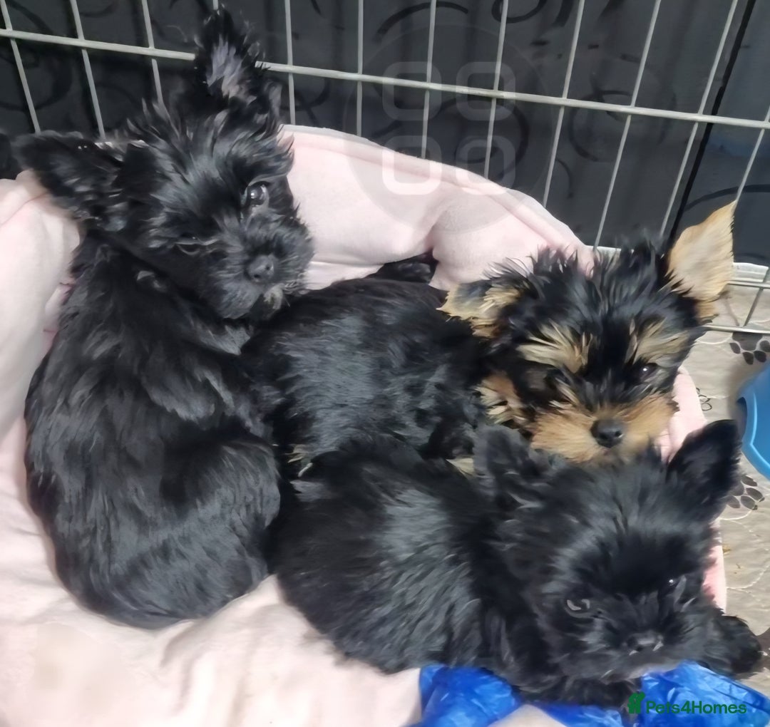 Yorkshire Terrier dogs for sale: Yorkshire Terrier puppies  - Image 10