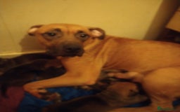 Mixed Breed dogs for sale: Mastiff cross - Advert 1