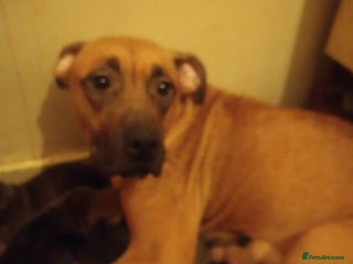 Mixed Breed dogs Mastiff cross - Advert 4