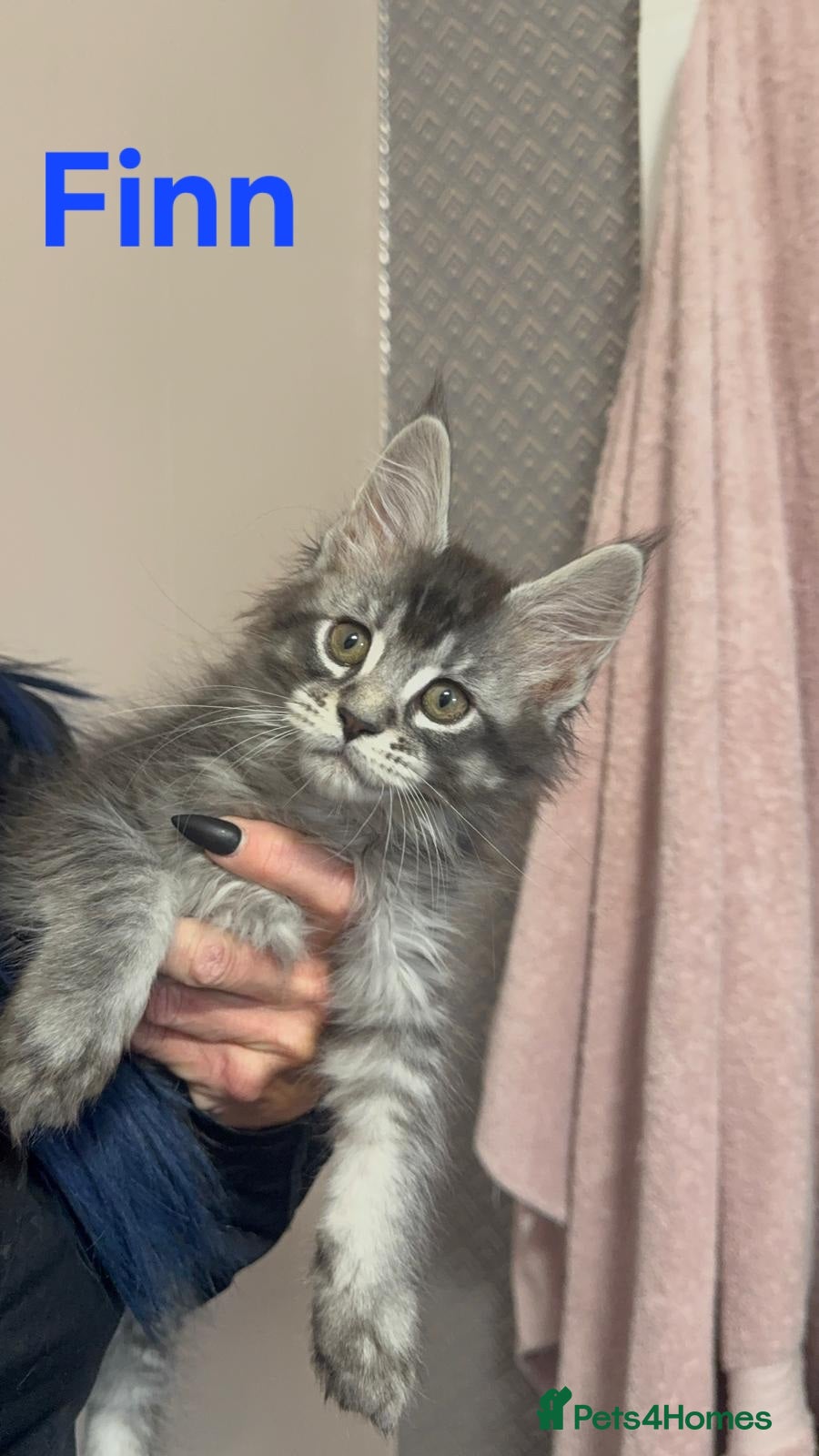 Maine Coon cats GCCF Maine Coon Kittens  - Advert 18