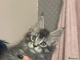 Maine Coon cats GCCF Maine Coon Kittens - Advert 18