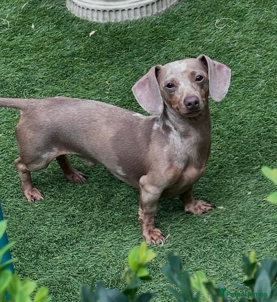 Miniature Dachshund dogs for sale: KC Miniature Isabella Dapple Dachshunds - Image 10