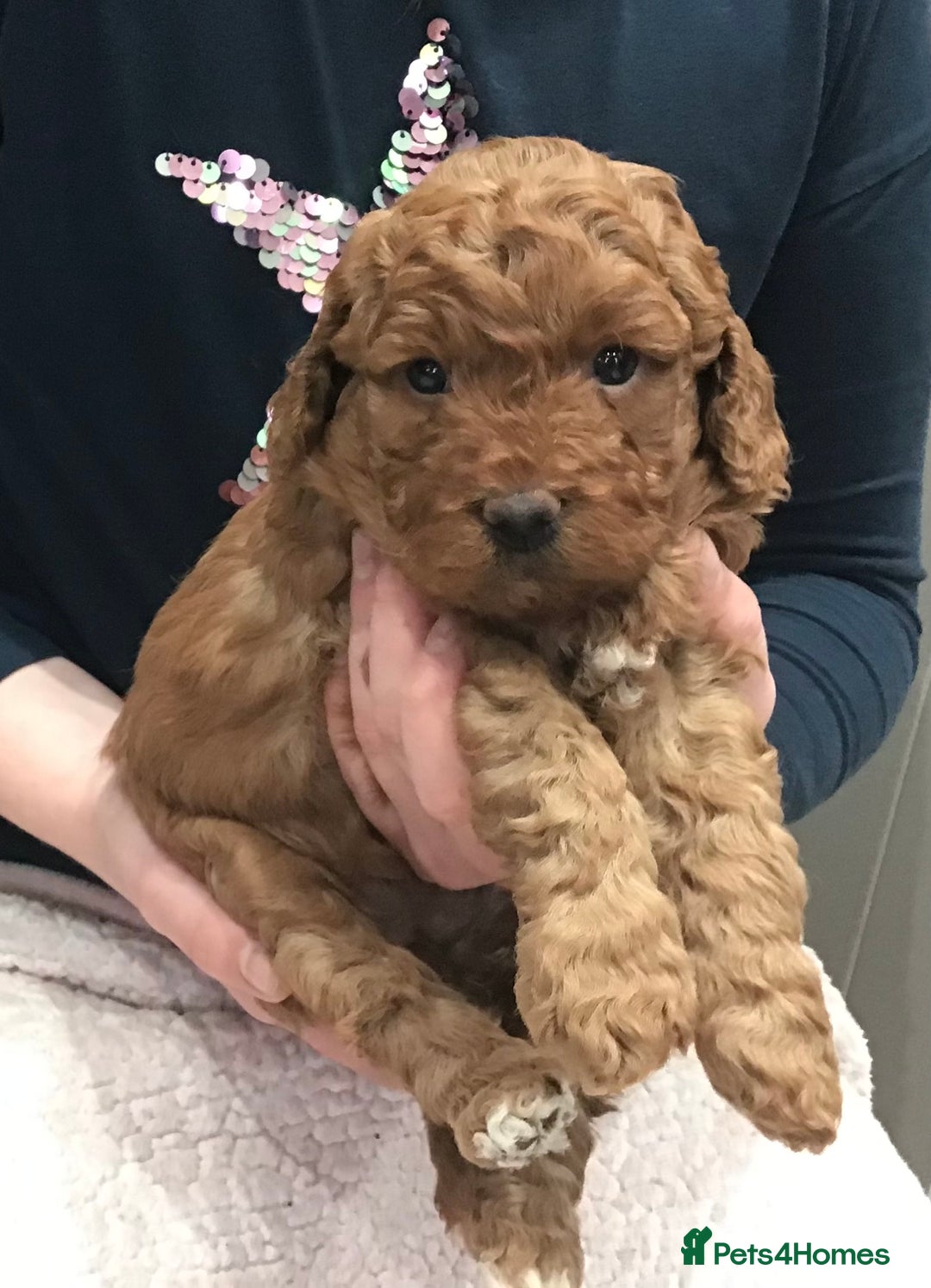 Labradoodle dogs for sale: 5* MINI F1B LABRADOODLE PUPPIES. - Advert 13