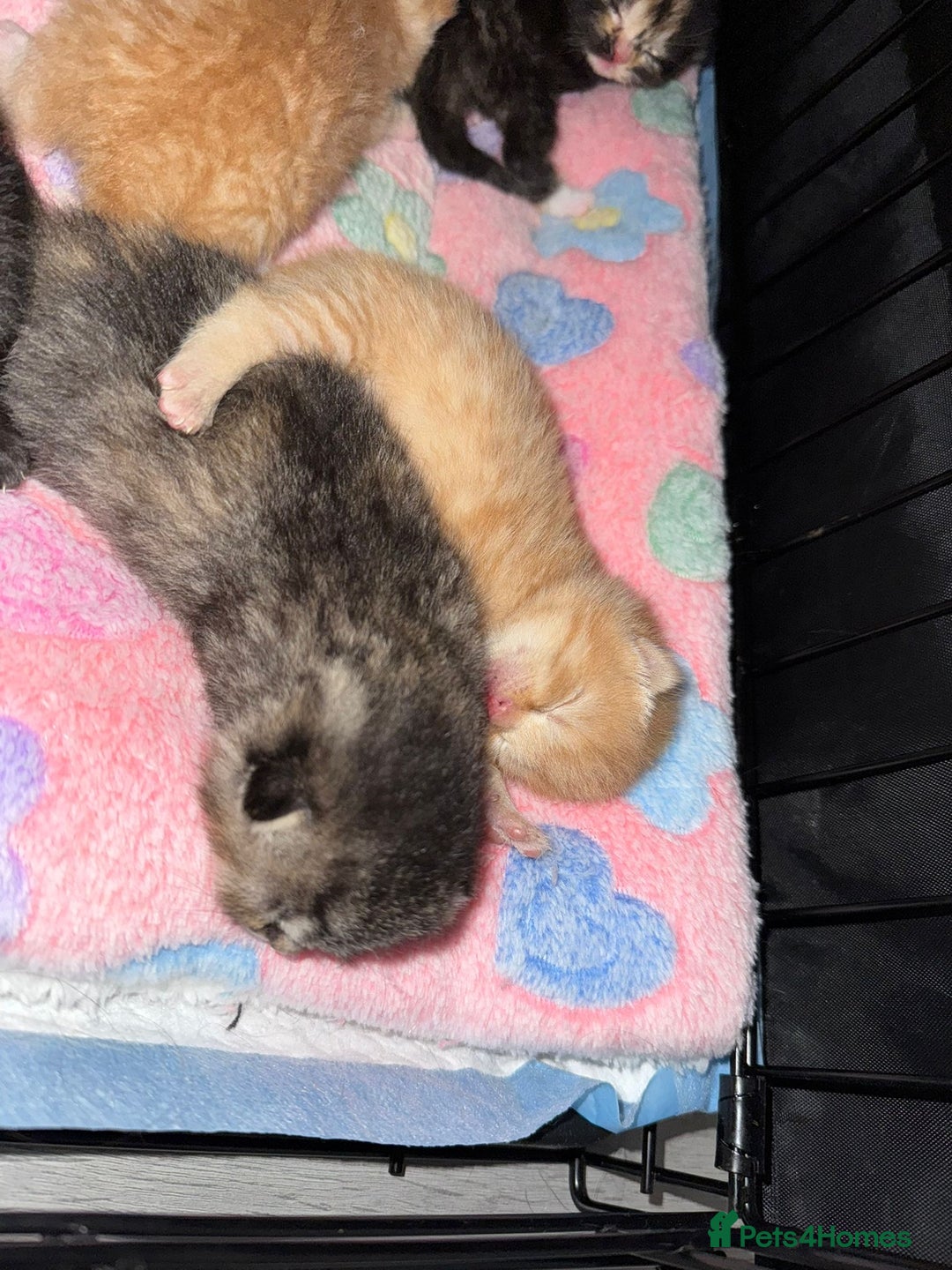 British Shorthair cats for sale: BRITISH SHORTHAIR CROSS OCICAT KITTENS - Image 8