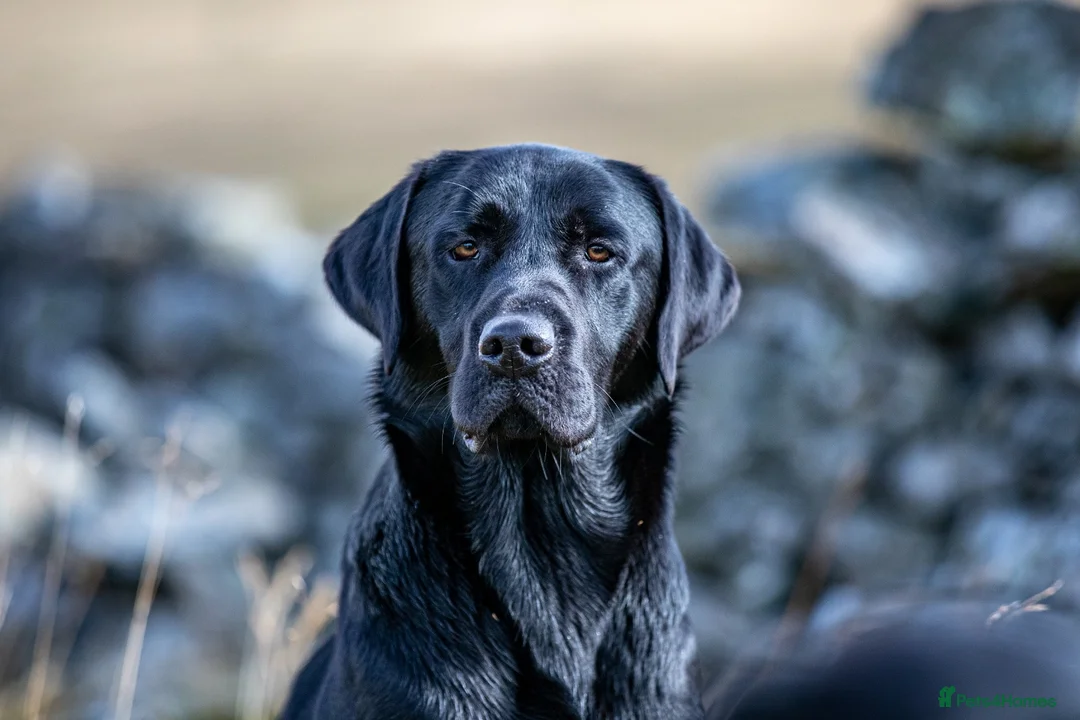 Labrador Retriever dogs for stud: DUKE OF DALE HEAD in Carlisle - Advert 2