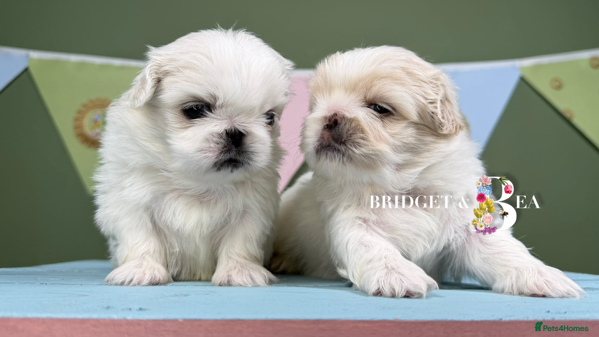 Pekingese dogs 💙ONLY 1 CREAM BOY LEFT💙 - Advert 6