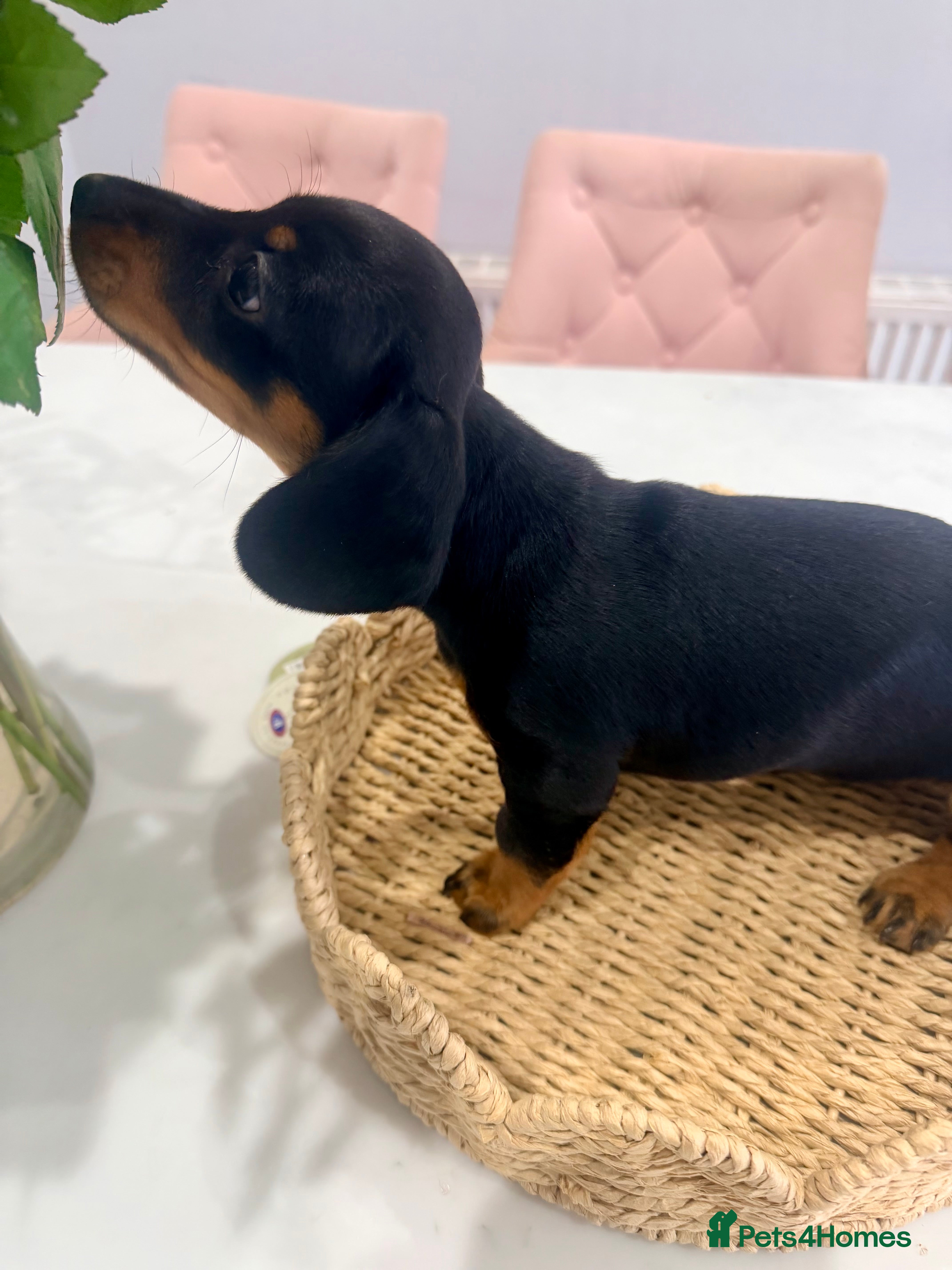 Miniature Dachshund dogs Miniature Dachshund  - Advert 13