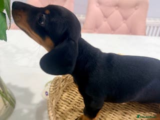 Miniature Dachshund dogs Miniature Dachshund - Advert 13