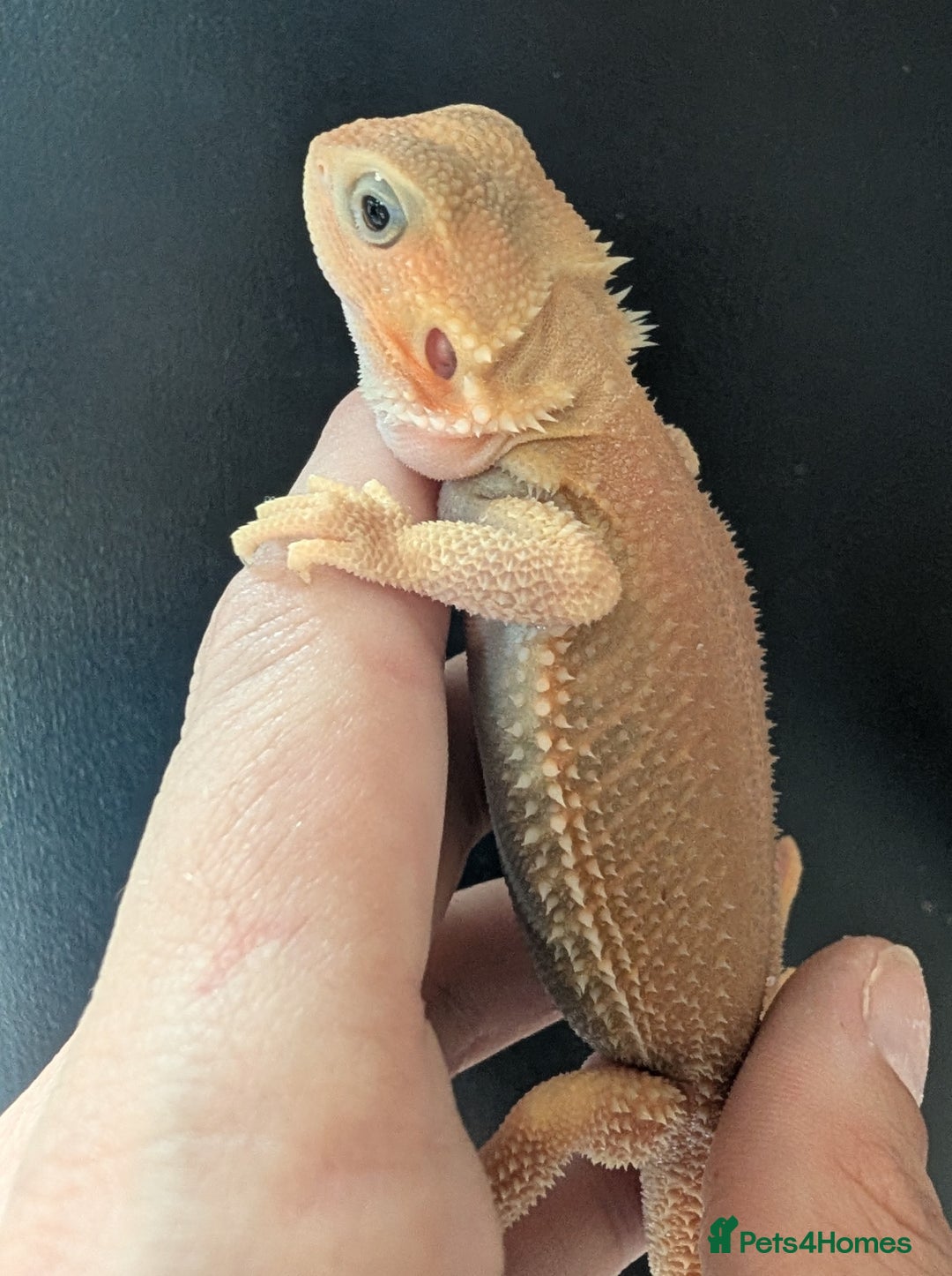 Bearded Dragon reptiles for sale: Witblits Bearded Dragon Babies ready now  - Image 7