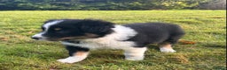 Border Collie dogs for sale: Border collie dog pups - Advert 4
