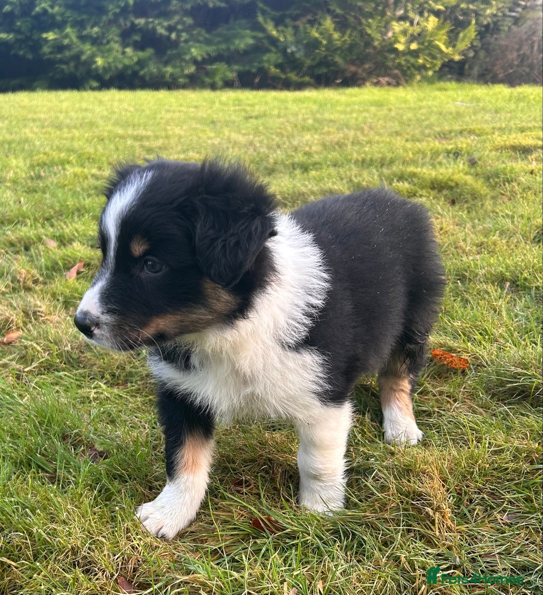 Border Collie dogs for sale: Border collie dog pups - Advert 4