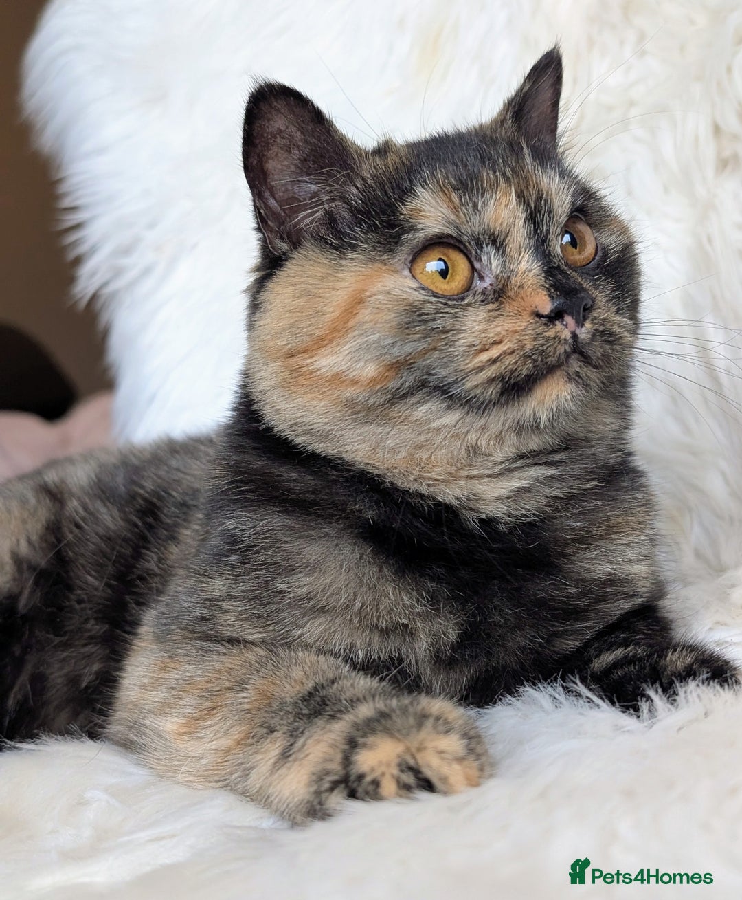 British Shorthair cats for sale: Amazing loving British shorthair kittens  - Image 14