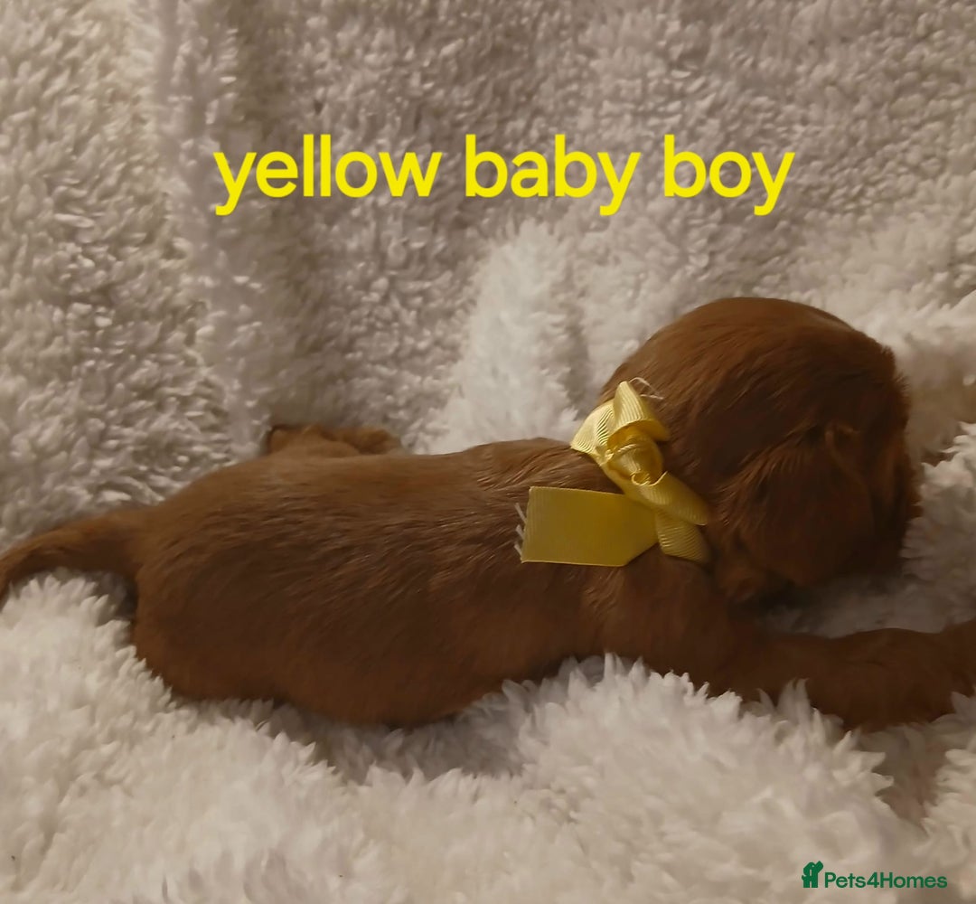 Cavalier King Charles Spaniel dogs for sale: Health tested Cavalier King Charles  - Image 26