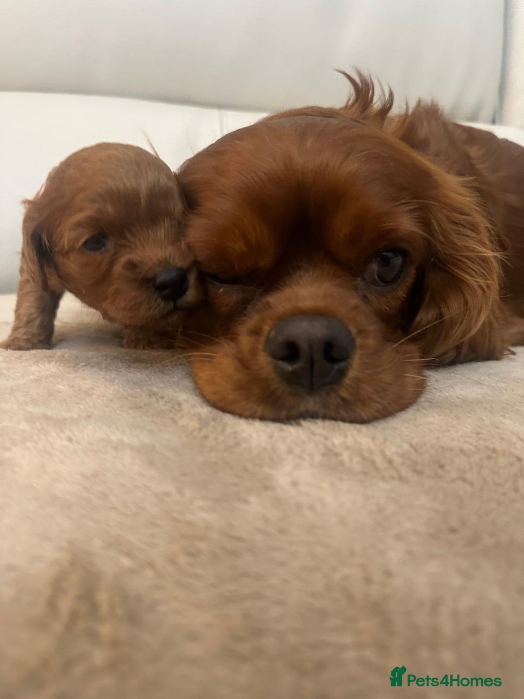 Cavapoo dogs for sale: 🐾 Beautiful F1 Cavapoos – Raised with Love  🐾 - Advert 5
