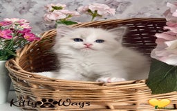 Ragdoll cats for sale: 🐾🩷*TICA REG* LYNX TABBY EU RAGDOLL KITTENS🩵🐾 - Image 4