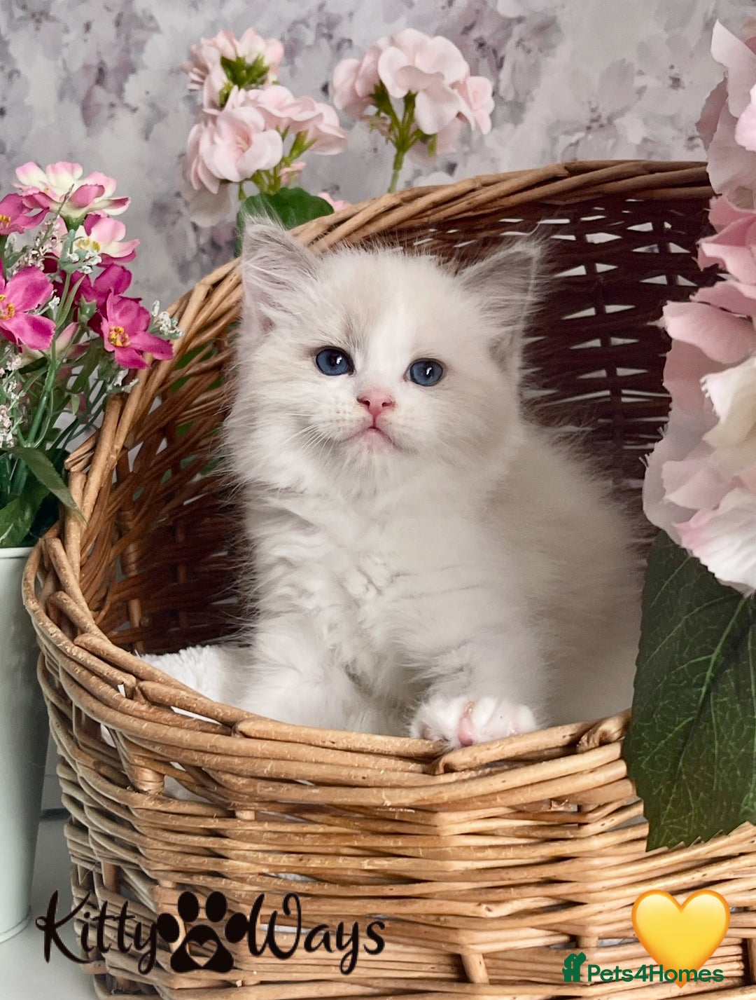 Ragdoll cats for sale: 🐾🩷*TICA REG* LYNX TABBY EU RAGDOLL KITTENS🩵🐾 - Image 4