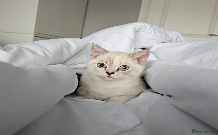 British Shorthair cats in Grimsby - Advert 14